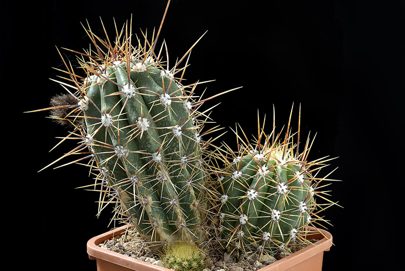 Tricocereus hybrid D. 20 H. 20 € 58.00 .jpg